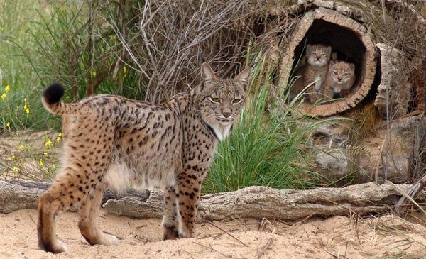 Ako korkové lesy podporujú ochranu druhov